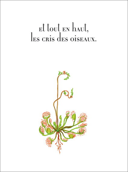 OISEAUX.jpg